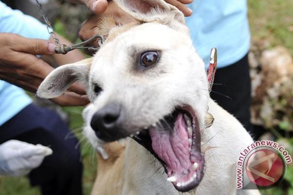 20 Orang Warga Kalbar Tewas karena Anjing Rabies 