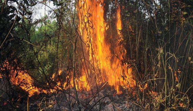 Kementerian LHK Akan Beri Shock Terapy Pelaku Pembakar Hutan 