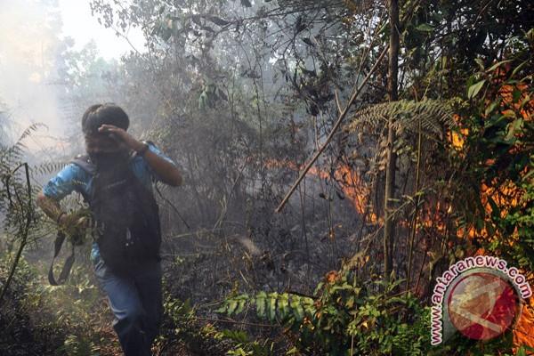 Ilustrasi kebakaran hutan. Foto: Antara