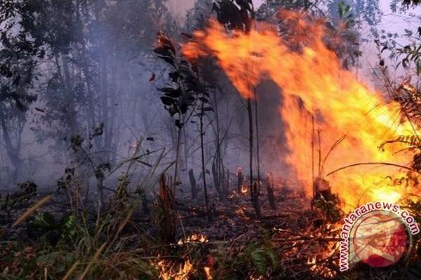 Kebakaran Hutan. Foto: Antara