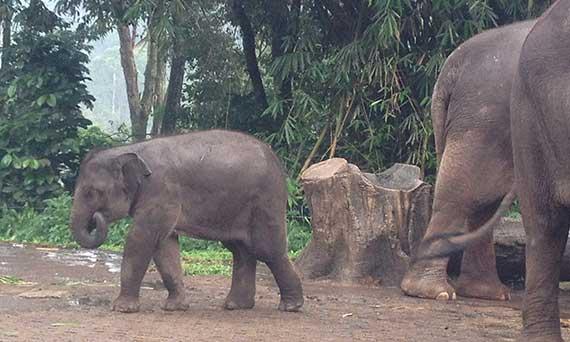 Ganggu Habitat Gajah, KemenLHK Setuju Hentikan Pembangunan Jalan Lingkar Duri