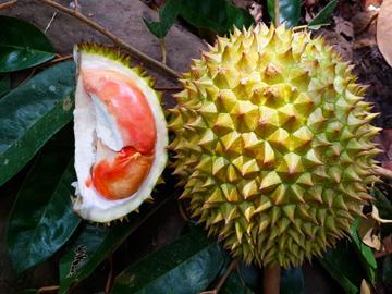 Promosikan Durian Merah, Pemkab Banyuwangi Siapkan Ribuan Bibit  Balqis