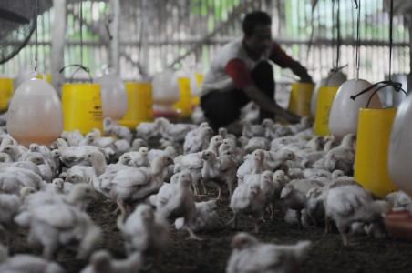 Pemerintah Diminta Sisir Seluruh Daerah untuk Deteksi Flu Burung