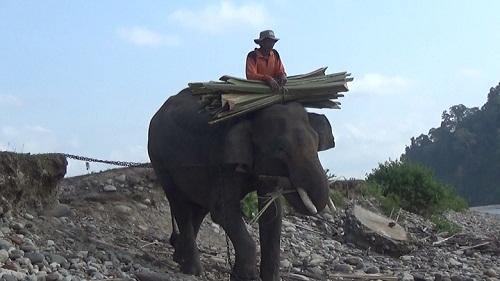 BKSDA Bengkulu Antisipasi Kematian Gajah