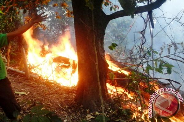 156 Hektar Lahan Warga di Kota Ternate Terbakar
