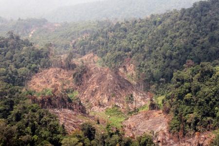 KLHK Perkuat Tata Kelola Hutan dalam Kawasan PIPPIB