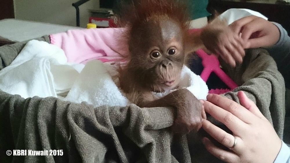 Moza Bayi Orangutan Dipulangkan dari Kuwait 